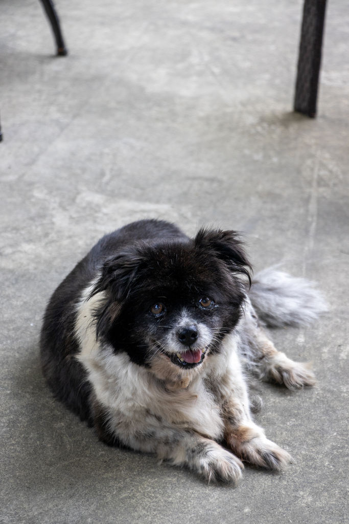 A black and white dog looking upward from a concrete floor.